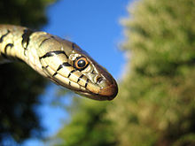 Head showing typical pattern including yellow collar, a feature shared with the grass snake Grass snake head.jpg