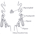 رسم توضيحي يظهر تطور الأجسام الطلائية الخيشومية. I, II, III, IV. الجيبات الخيشومية. :التجويف الصدري لجنين