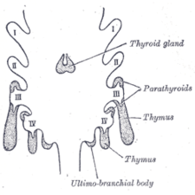 Scheme showing development of branchial epithelial bodies from the thoracic cavity of the foetus. I, II, III, IV. Branchial pouches. Gray1175.png