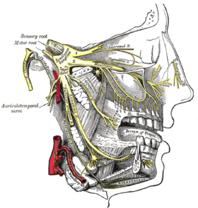 Distribution of the maxillary and mandibular nerves, and the عقدة تحت الفك. (Semilunar ganglion visible in upper left.)