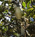 Gray Apalis - Naru Moru - Kenya 06 9002 (17327701652) (cropped).jpg