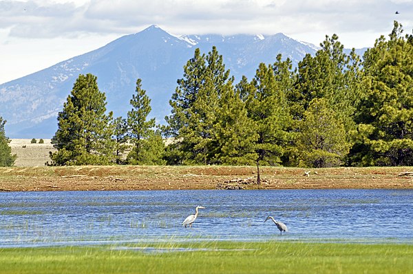 Great blue herons at Tonys Tank (near Mormon Lake), Coconino National Forest, San Francisco Peaks in background