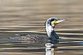 * Nomination: Great cormorant in taudaha lake kirtipur. By User:Prasan Shrestha --Nirmal Dulal 05:57, 2 April 2024 (UTC) * Review All birds and plants need to be categorized to species level - suggest " Phalacrocorax carbo in Nepal". Image GPS coordinates would also be helpful. Overall image looks a little washed out - suggest look at post-process overall exposure by 1/3 stop darker to see if colors sparkle more. --GRDN711 12:40, 2 April 2024 (UTC)