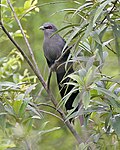 Hijau-ditagih Malkoha (Phaenicophaeus tristis).jpg