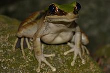 Zelená kaskádová žába (Odorrana chloronota) 大 綠 蛙 .jpg