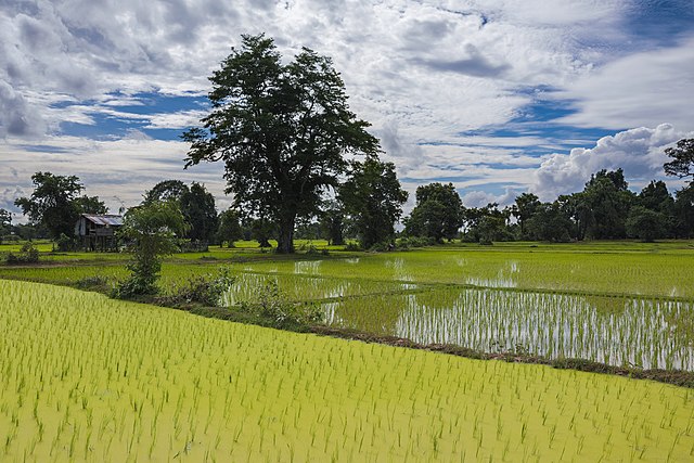 640px-Green_landscape_with_opaque_paddy_fields_and_cloudy_blue_sky_in_Laos_(HDR).jpg (640×427)