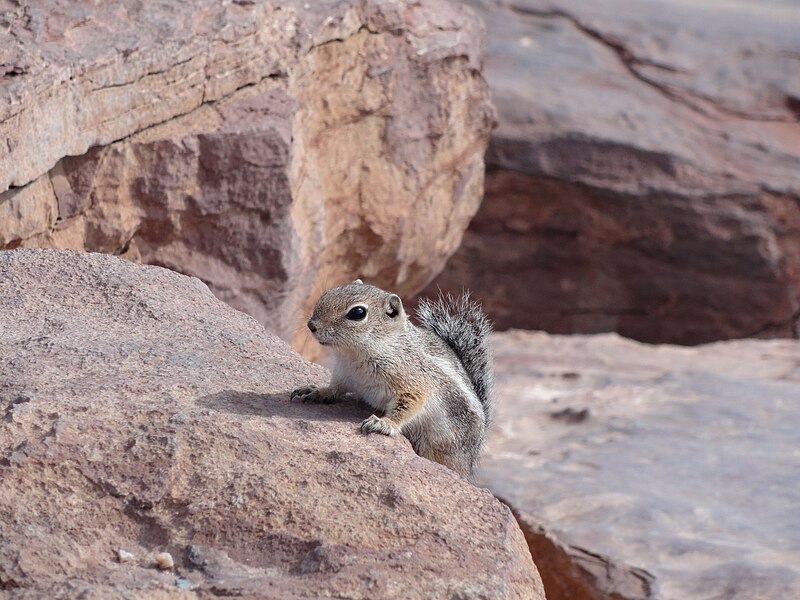 File:Ground squirrel, AZ, USA (9536809478).jpg