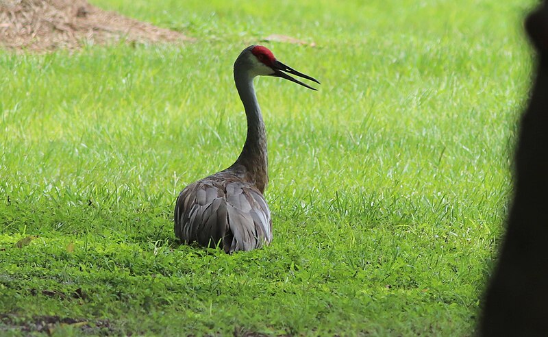 File:Grus canadensis (Sandhill Crane) 69.jpg