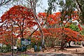 * Nomination Entrance with blooming gulmohar (Delonix regia), K. Gudi Wilderness Camp, SH-80, BR Hills --Tagooty 00:43, 11 May 2024 (UTC) * Promotion  Support Good quality. --Rjcastillo 01:23, 11 May 2024 (UTC)