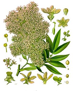 Hagenia abyssinica - Köhler–s Medizinal-Pflanzen-208.jpg