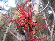 Hakea orthorrhyncha.jpg