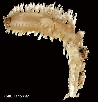 <i>Harmothoe</i> Genus of annelids