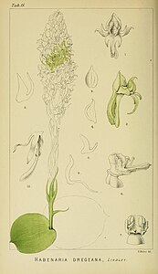 plate 15 Habenaria dregeana