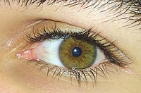 Eye color - Wikipedia