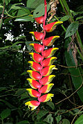 Heliconia Rostrata 0003.jpg