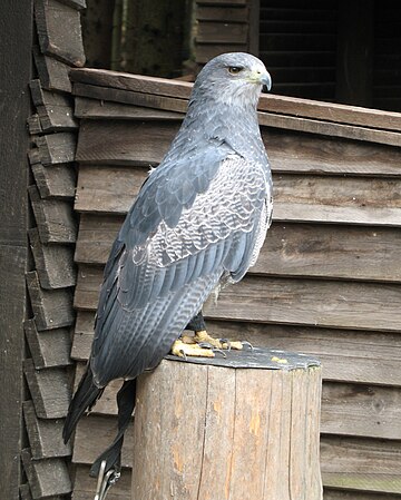 Geranoaetus melanoleucus