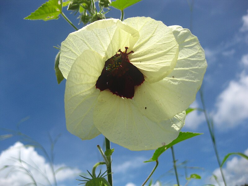 File:Hibiscus (4435255321).jpg