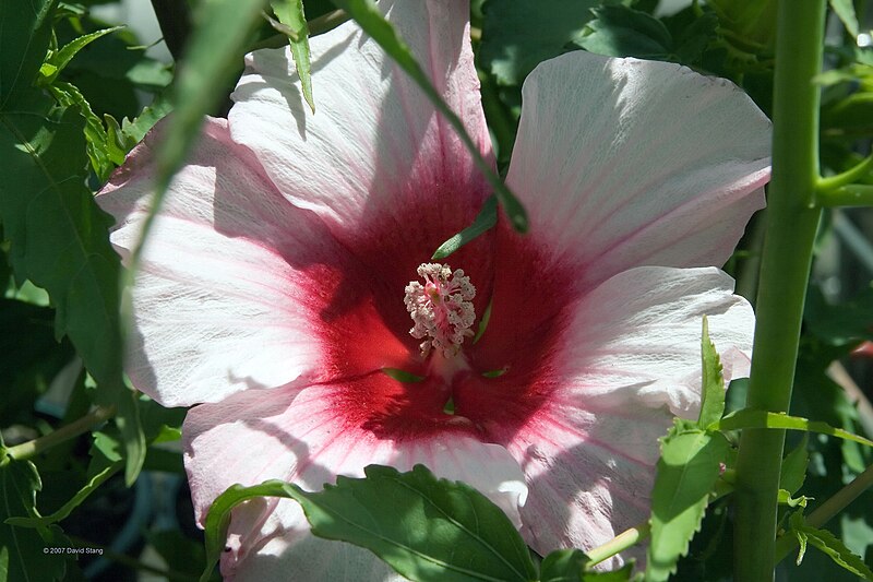 File:Hibiscus x moscheutos Lady Baltimore 1zz.jpg