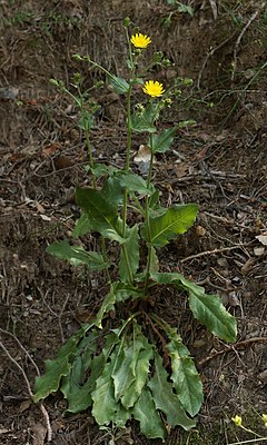 Description de l'image Hieracium amplexicaule E02633.JPG.