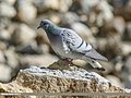 Hill Pigeon (Columba rupestris) (33847492192).jpg