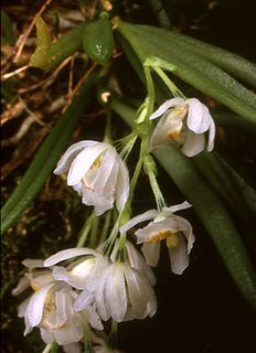 <i>Hintonella</i> Genus of orchids