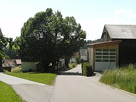 Farm field with 1000 year old linden tree