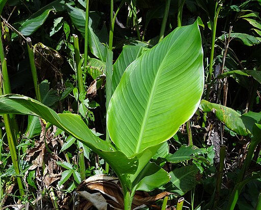 Achira leaf or canna indica