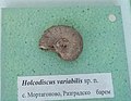 en:Holcodiscus variabilis sp.n. en:Barremian, Mortagonovo, Razgrad Province, at the en:Sofia University "St. Kliment Ohridski" Museum of Paleontology and Historical Geology