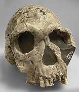 Svenska: Homo habilis, avgjutning av kraniet KNM-ER 1813 från Koobi Fora, Kenya, 1,9 miljoner år gammalt.