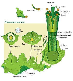 Hornwort structures.jpg