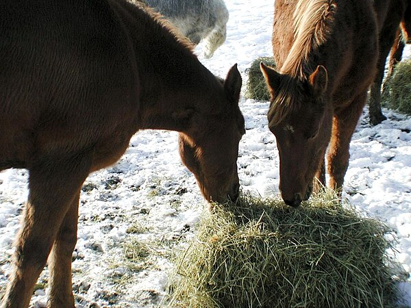 Equine nutritionists recommend that 50% or more of a horse's diet by weight should be forages, such as hay