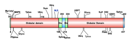 C5orf22 protein structure contains 2 globular domains and 3 disordered regions. Human C5orf22 protein.png