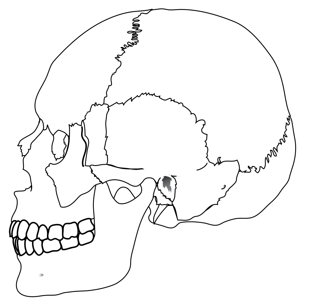 File:Human skull nocolors.svg