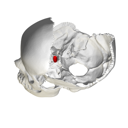 Hypophysial fossa01.png