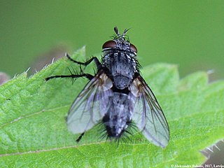 <i>Hypovoria hilaris</i> Species of fly