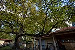 Walnut (Juglans regia)