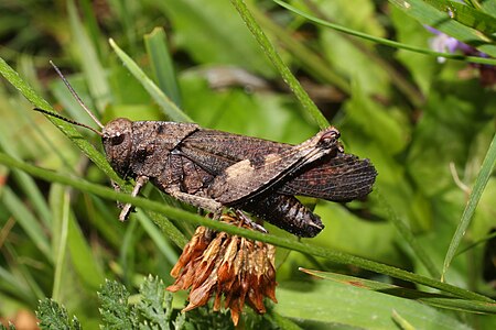 IKAl 20100801 Psophus stridulus.jpg