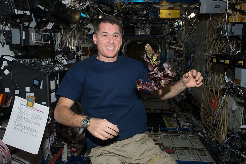 File:ISS-50 Shane Kimbrough with lettuce in the Destiny lab.jpg