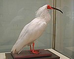 Ein ausgestopfter weißer Ibis mit roten Beinen und Gesicht und einem schwarzen Schnabel.