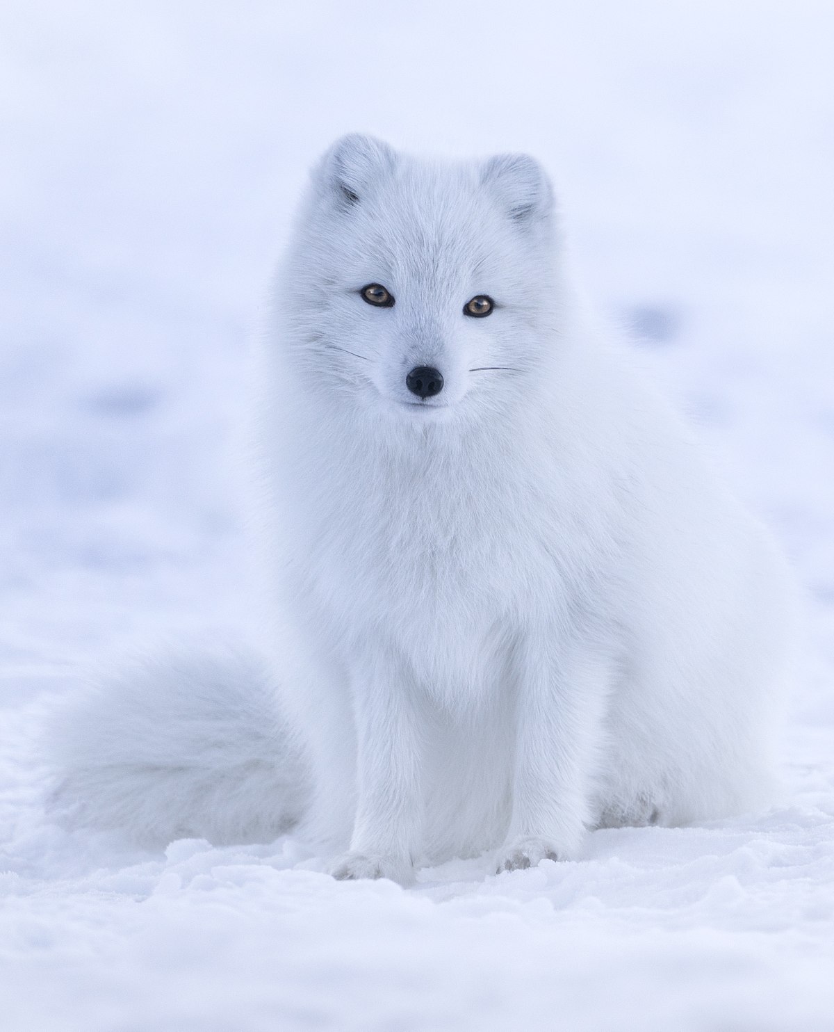 raposa do ártico - Arctic fox - qwe.wiki