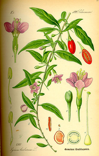 Lycium barbarum illustration from Flora von Deutschland, Osterreich und der Schweiz, by Prof. Dr. Otto Wilhelm Thome, 1885, Gera, Germany. Illustration Lycium barbarum0.jpg
