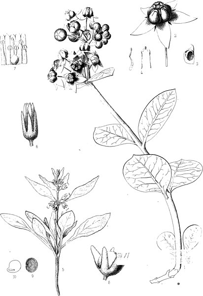 File:Image from page 389 of "Botany" (1871).jpg