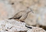 Thumbnail for File:Inca Dove, southern Arizona 01.jpg