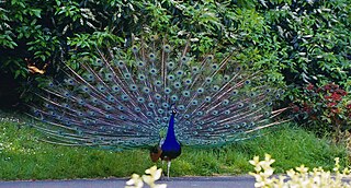 Bankapura Peacock Sanctuary