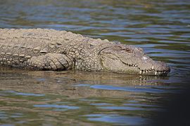 Indian croc.jpg