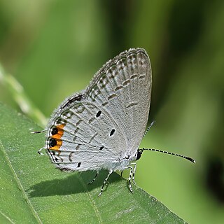 <i>Cupido lacturnus</i> Species of butterfly