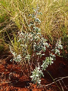 Indigofera psammophila Indigofera psammophila.jpg