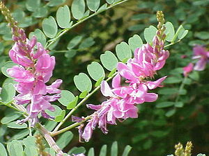 Blomsterstander og blader av en indigo plante (Indigofera tinctoria)