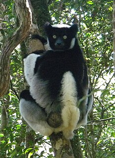 <span class="mw-page-title-main">Zahamena National Park</span>