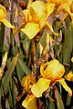 Iris germanica, Deutsche Schwertlilie